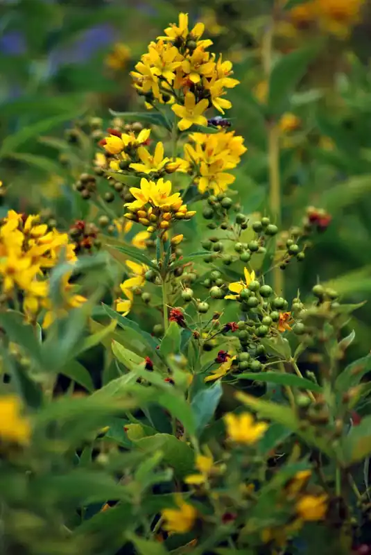 Wederik (Lysimachia vulgaris) | Voordelig