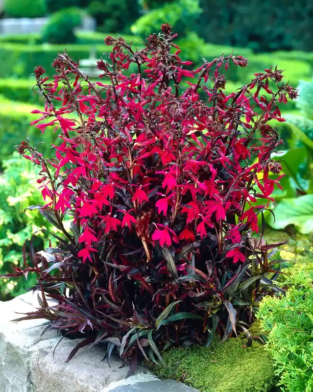 Vaste lobelia (Lobelia speciosa ‘Russian Princess‘) | Rechtstreeks van de fabrikant