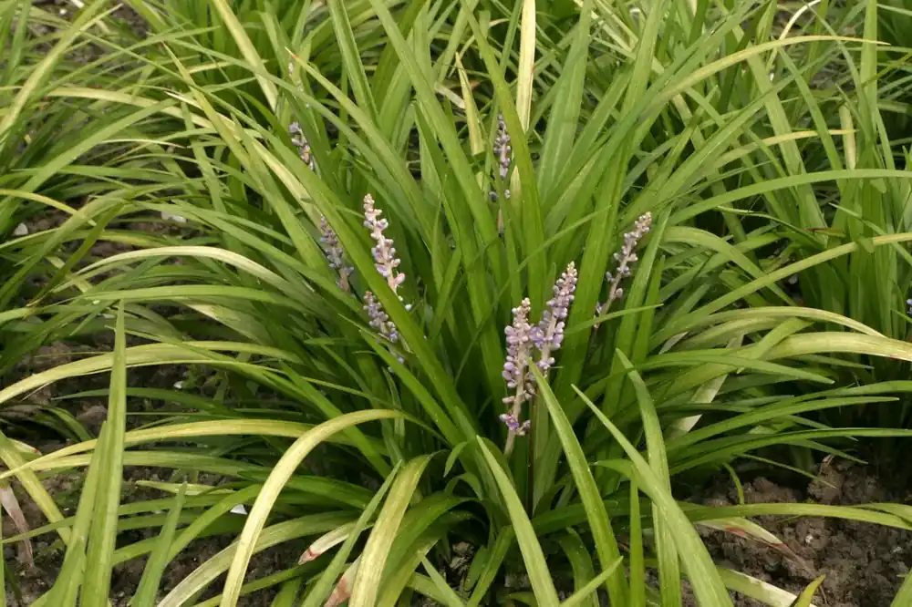 Direct van de fabrikant - Leliegras (Liriope spicata)
