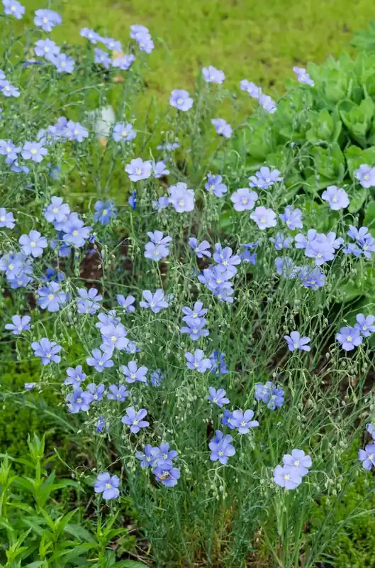 Direct bestellen - Vlas (Linum perenne)