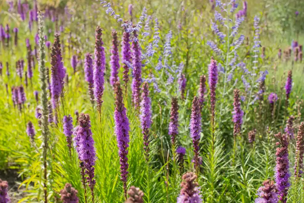 Nu kopen - Lampenpoetser (Liatris pycnostachya)