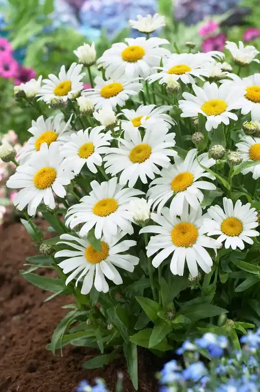 Herfstmargriet (Leucanthemum ‘Dwarf Snow Lady‘) - Klaar voor verzending
