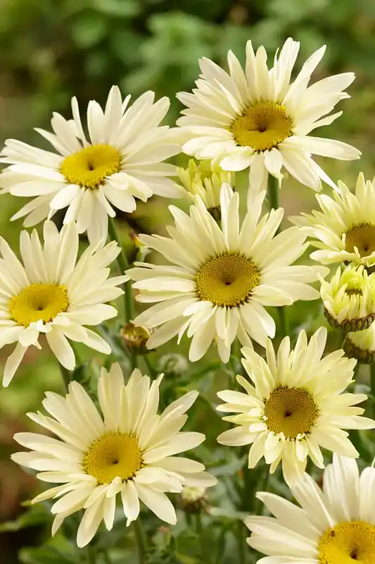 Herfstmagriet (Leucanthemum ‘Banana Cream‘) | Direct beschikbaar