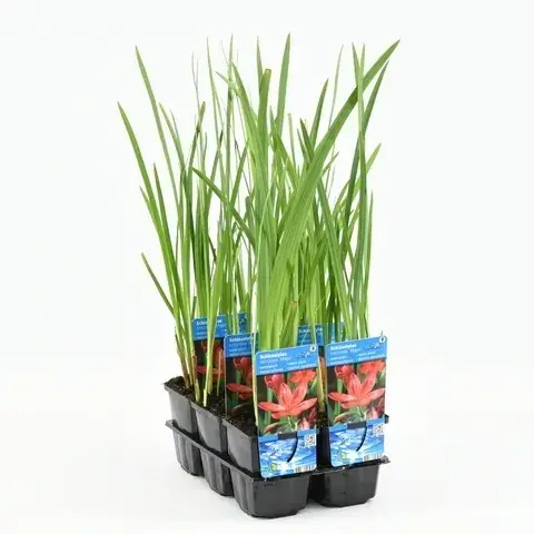 Kafferlelie (Schizostylis coccinea ‘Major‘) - Goed beoordeeld
