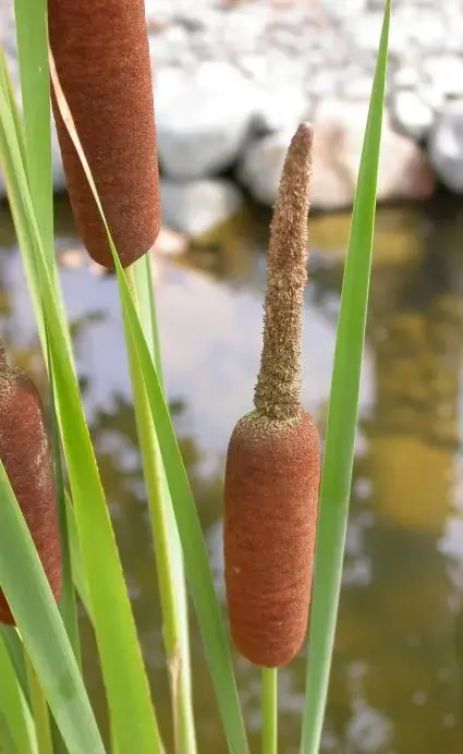 Nieuwe release - Kleine lisdodde (Typha angustifolia)