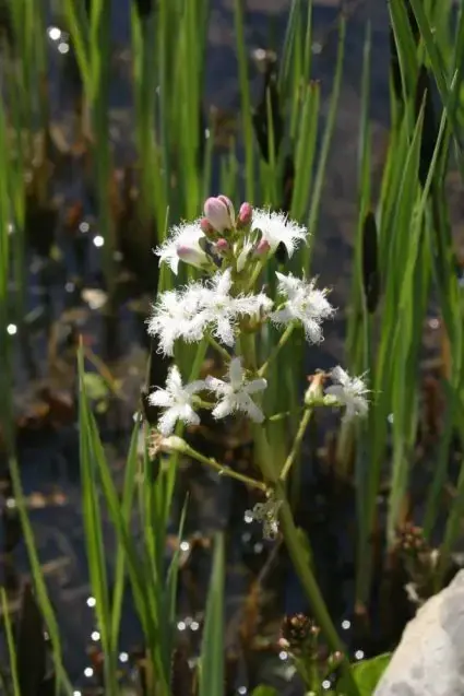Zolang de voorraad strekt | Waterdrieblad (Menyanthes trifoliata)