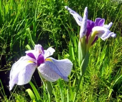 Nieuw in het assortiment | Japanse iris (Iris ensata)