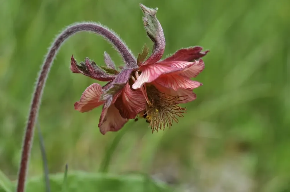 Tijdelijke aanbieding - Nagelkruid (Geum rivale)