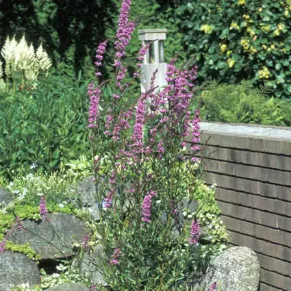 Net binnen | Kattestaart (Lythrum salicaria)