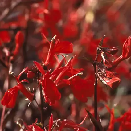 Tuinlobelia/rode lobelia (Lobelia fulgens ‘Queen Victoria‘) - Nieuw gelanceerd