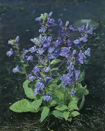 Waterlobelia (Lobelia siphilitica) | Veilig betalen