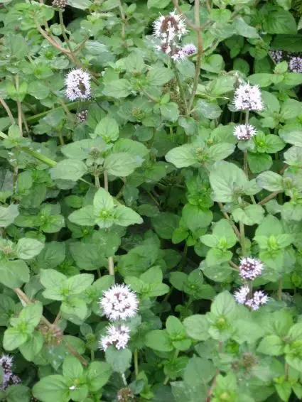 Net toegevoegd - Watermunt (Mentha aquatica)