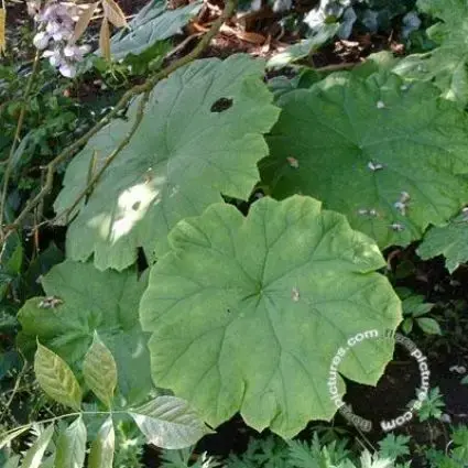 Fabrieksprijs | Schout bij nacht/Tafelblad (Astilboides tabularis)