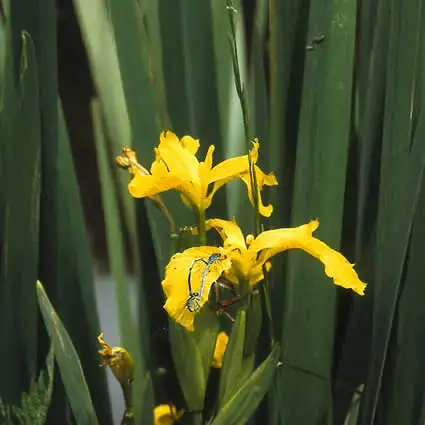 Gele lis (Iris pseudacorus) - Direct beschikbaar