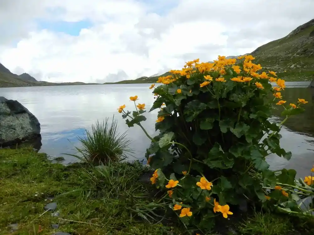Gele dotterbloem (Caltha palustris) | Nieuw binnen