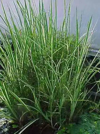 Kalmoes (Acorus calamus) - Bespaar nu