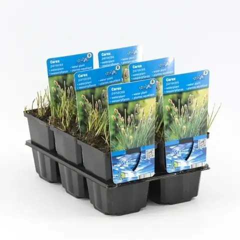 Premium | Carex panacea