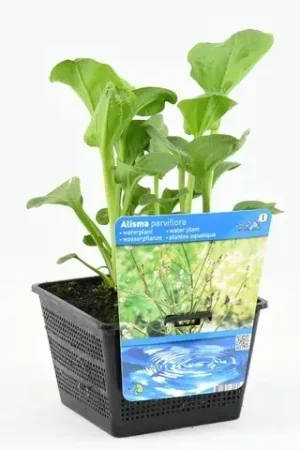 Waterweegbree (Alisma parviflora) - Zojuist toegevoegd