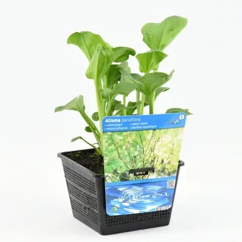 Waterweegbree (Alisma parviflora) - Zojuist toegevoegd