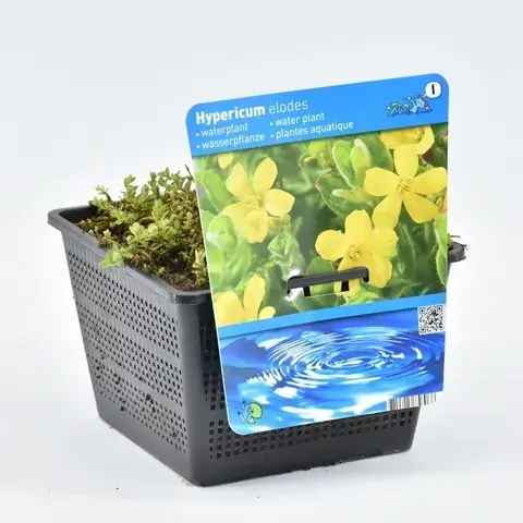 Moerashertshooi (Hypericum elodes) | Veel voordeel