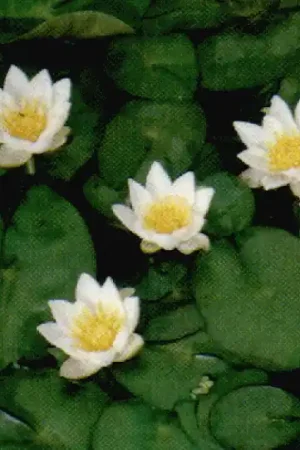 Waterlelie (Nymphaea ‘Pygmaea Alba‘) - Nieuw product
