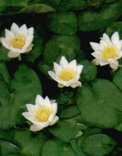 Waterlelie (Nymphaea ‘Pygmaea Alba‘) - Nieuw product