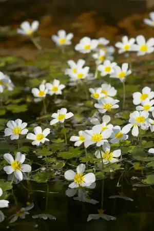 Waterranonkel (Ranunculus aquatilis) | Extra voordeel