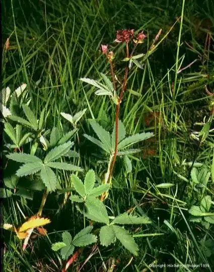 Direct beschikbaar - Wateraardbei (Potentilla palustris)