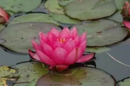 Topproduct - Waterlelie (Nymphaea ‘James Brydon‘)