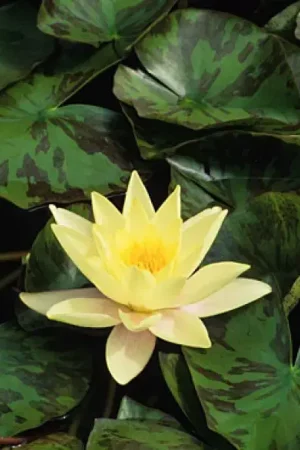 Waterlelie (Nymphaea ‘Marliacea Chromatella‘) - Aanrader