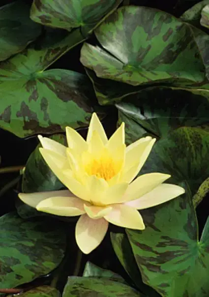 Waterlelie (Nymphaea ‘Marliacea Chromatella‘) - Aanrader