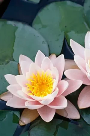 Waterlelie (Nymphaea ‘Marliacea Carnea‘) | Veilig winkelen