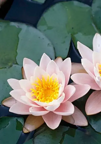 Waterlelie (Nymphaea ‘Marliacea Carnea‘) | Veilig winkelen
