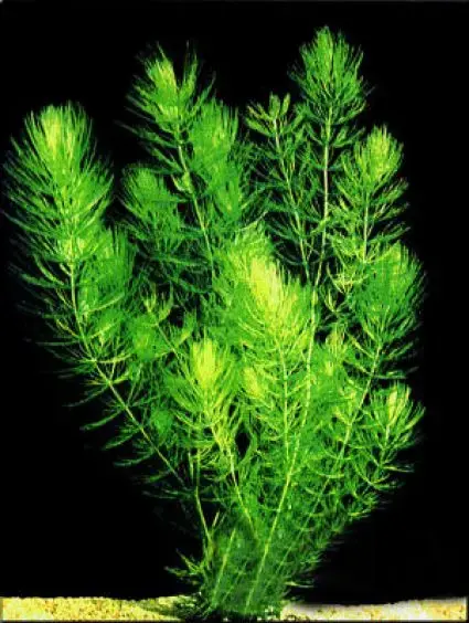 Topprijs - Hoornblad (Ceratophyllum demersum)