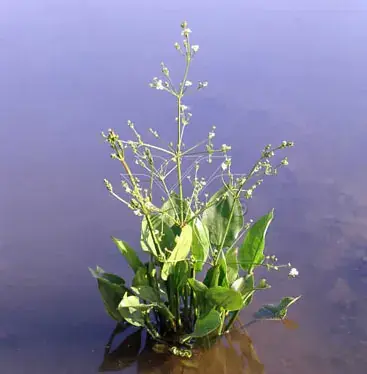 Waterweegbree (Alisma plantago-aquatica) - Deal