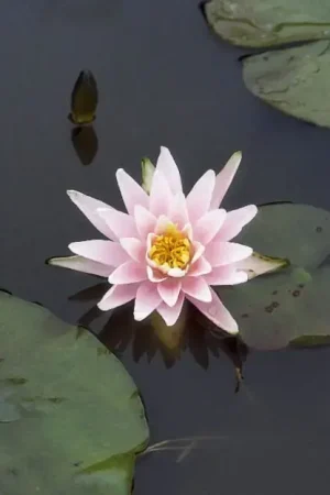 Waterlelie (Nymphaea ‘Rose Arey‘) - Eenvoudig retourneren