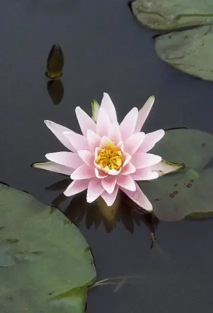 Waterlelie (Nymphaea ‘Rose Arey‘) - Eenvoudig retourneren