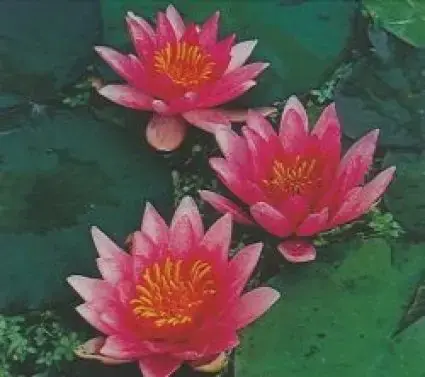 Waterlelie (Nymphaea ‘Laydekeri Lilacea‘) - Hoog gewaardeerd