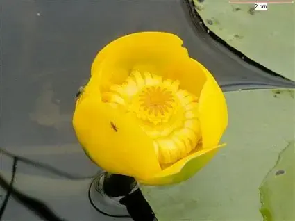Gele plomp (Nuphar lutea) - Populair