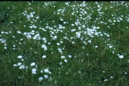 Veenpluis (Eriophorum angustifolium) - Outlet