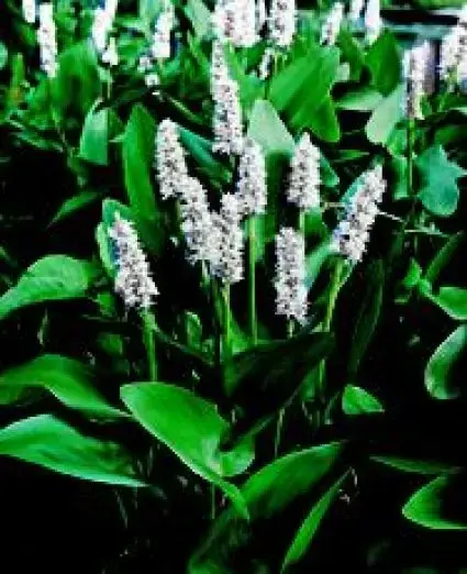 Klantfavoriet | Wit snoekkruid (Pontederia cordata ‘Alba‘)