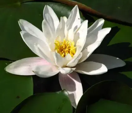 Waterlelie (Nymphaea ‘Alba‘) - Net gelanceerd