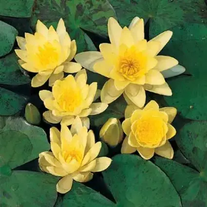 Veel gevraagd | Waterlelie (Nymphaea ‘Sulphurea‘)