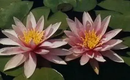 Waterlelie (Nymphaea ‘Madame Wilfron Gonnere‘) | Deal