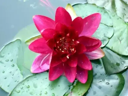 Dagdeal | Waterlelie (Nymphaea ‘Attraction‘)