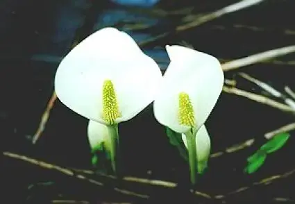Premium | Witte moerasaronskelk (Lysichiton camtschatcense)