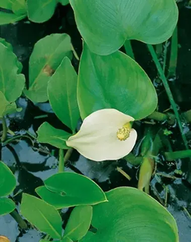 Slangenwortel (Calla palustris) | Superprijs