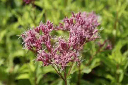 Leverkruid (Eupatorium maculatum ‘Purple Bush‘) | Korting