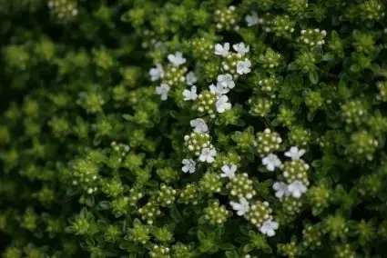 Kruipende tijm (Thymus praecox ‘Albiflorus‘) - Laatste dagen