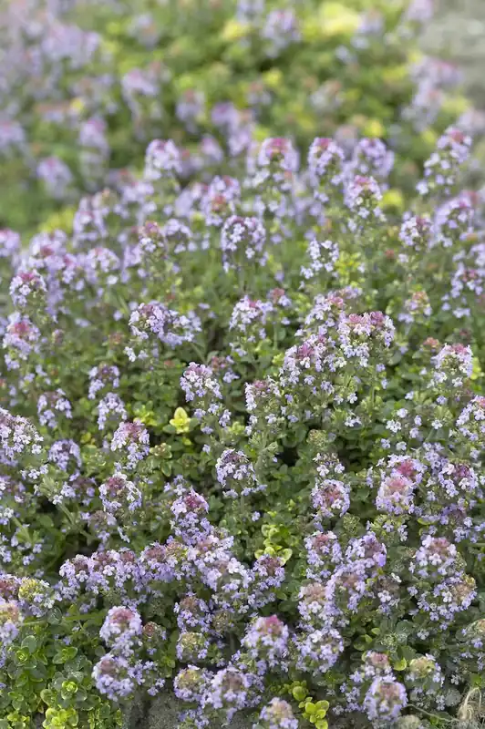 Dagdeal | Tijm (Thymus ‘Doone Valley‘)
